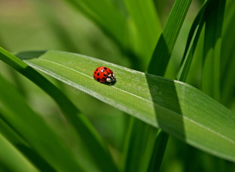 Marienkäfer auf Blatt stockfotografie