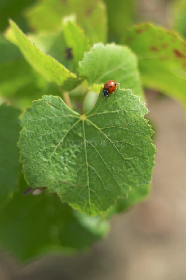 Marienkäfer auf einem Weinblatt lizenzfreies stockfoto Marienkäfer auf einem Weinblatt lizenzfreies stockfoto