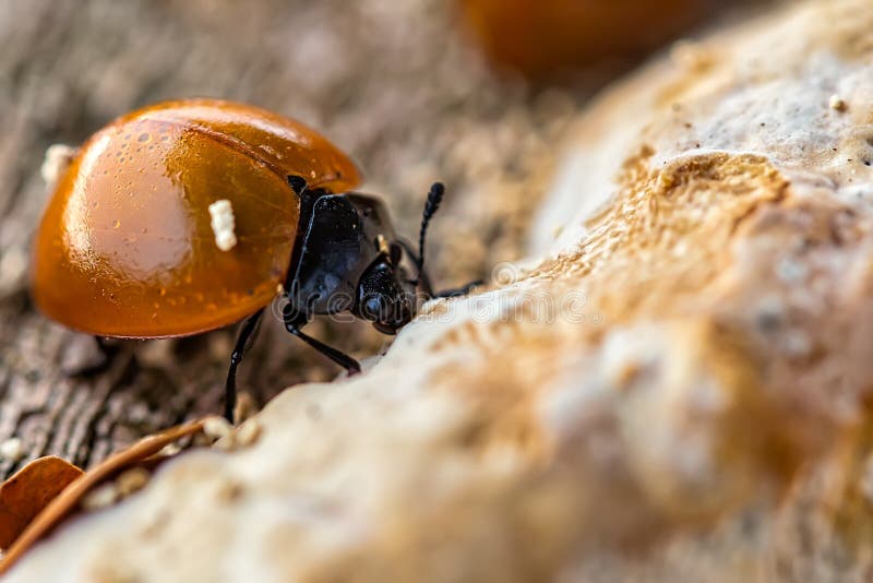 Marienkäfer, der auf Pilz auf Baumstamm-Makrophotographie einzieht lizenzfreie stockfotos Marienkäfer, der auf Pilz auf Baumstamm-Makrophotographie einzieht lizenzfreie stockfotos