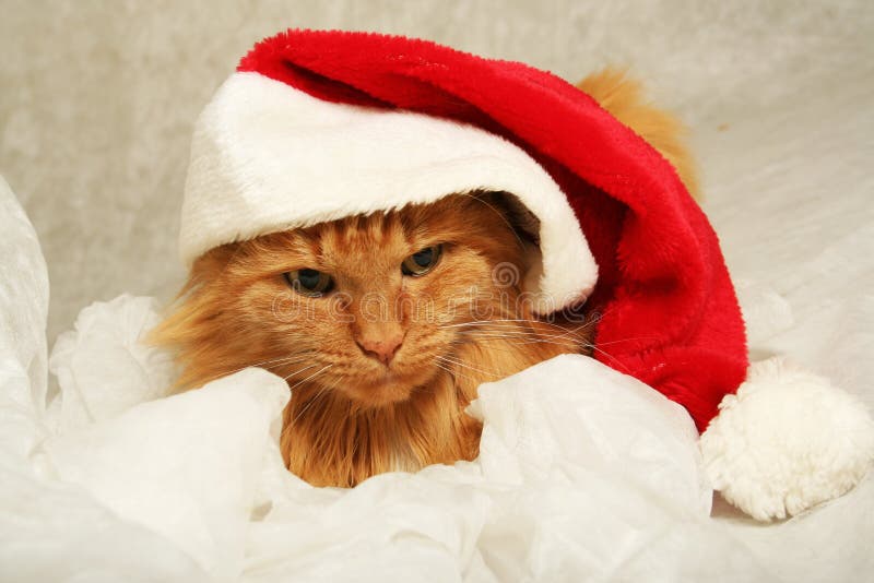 Mariez le chat de Noël photos libres de droits Mariez le chat de Noël photos libres de droits