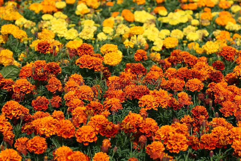 921 Marigold Border Stock Photos Free & RoyaltyFree Stock Photos