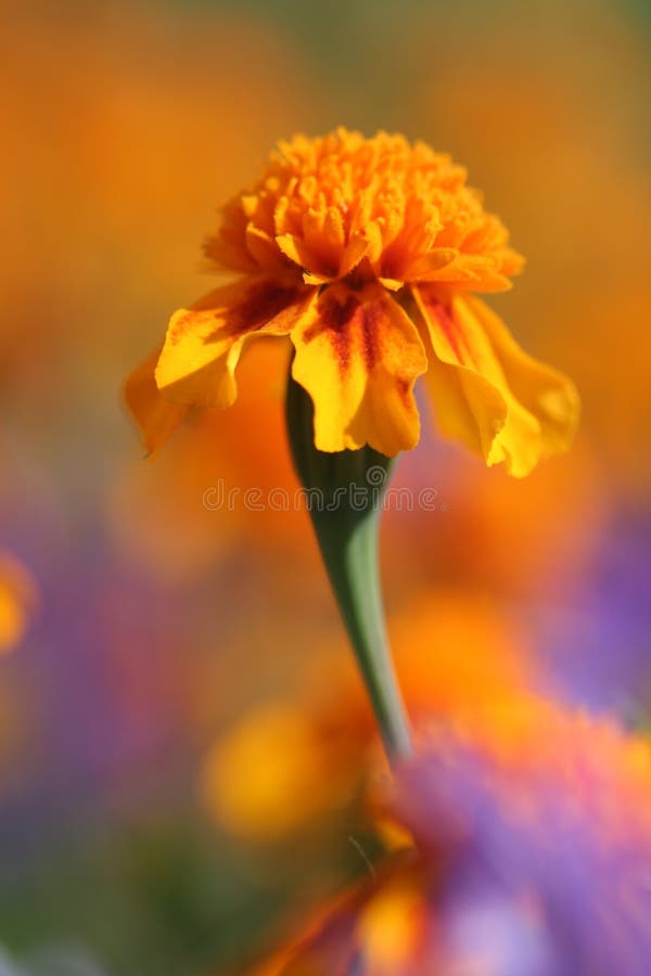 Marigold