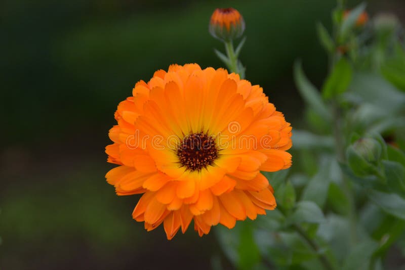 Marigold, Calendula officinalis