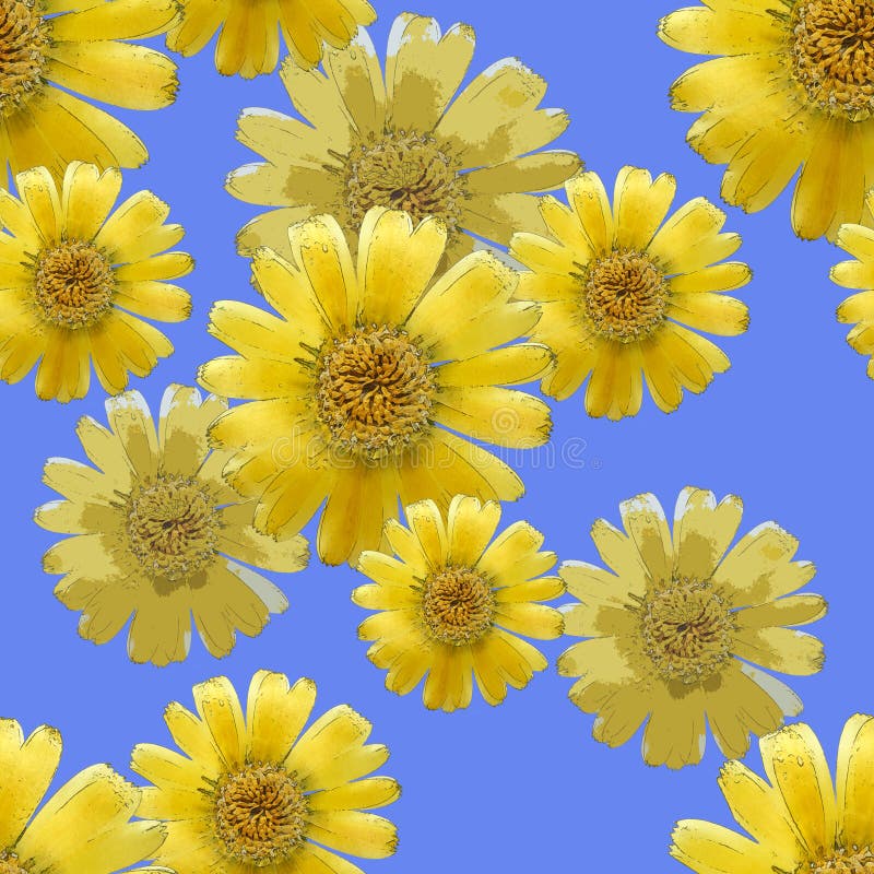 Marigold, calendula officinalis. Seamless pattern texture of flo royalty free stock photography Marigold, calendula officinalis. Seamless pattern texture of flo royalty free stock photography