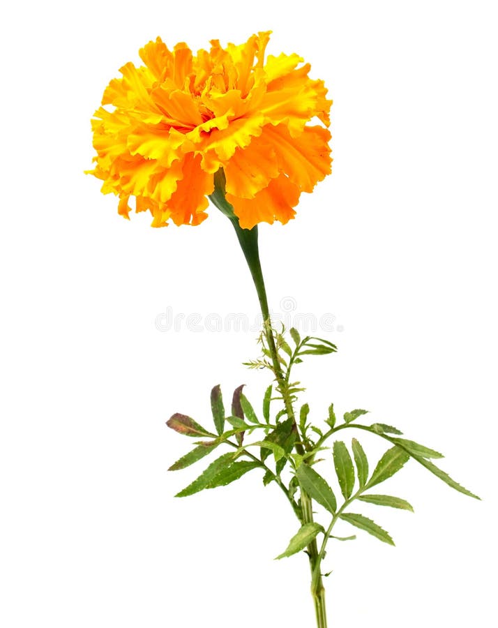 Marigold flower