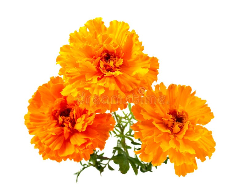 Marigold flower