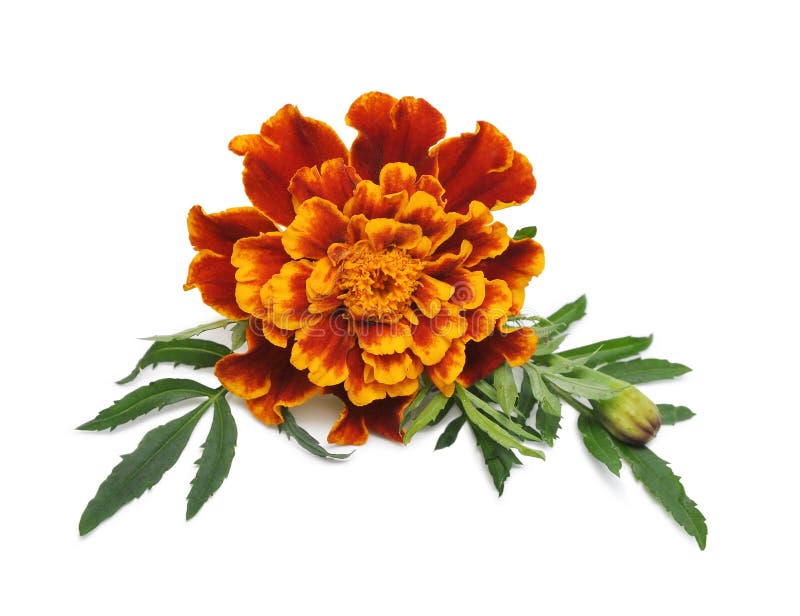 Marigold flower. 