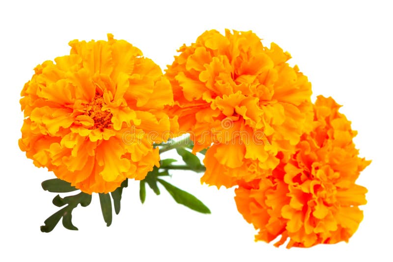 Marigold flower