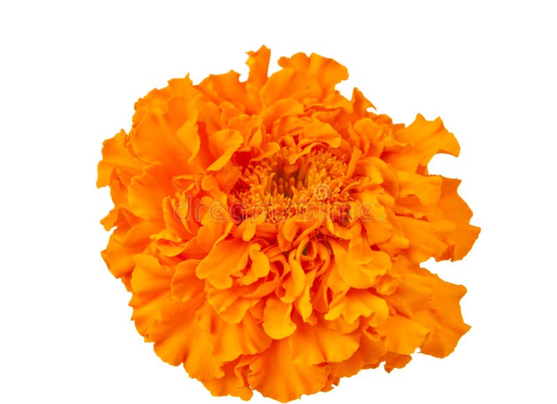 Marigold flower