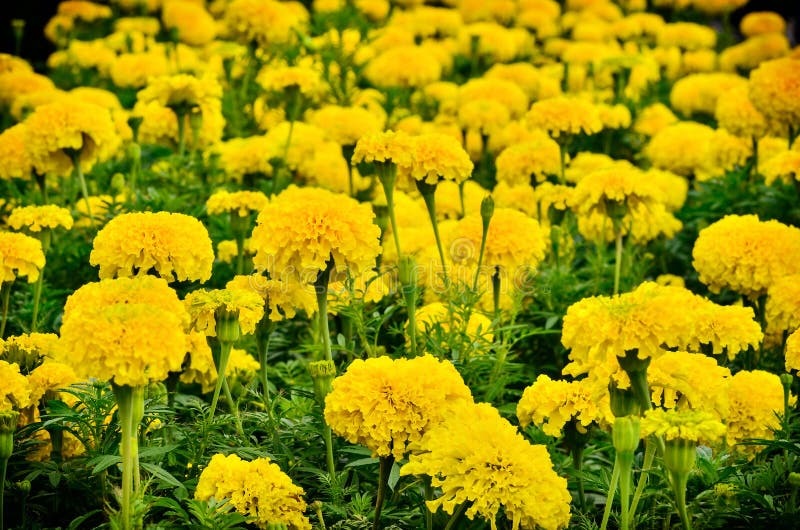 Marigold Flower Blooming in Garden Stock Photo Image of marigolds
