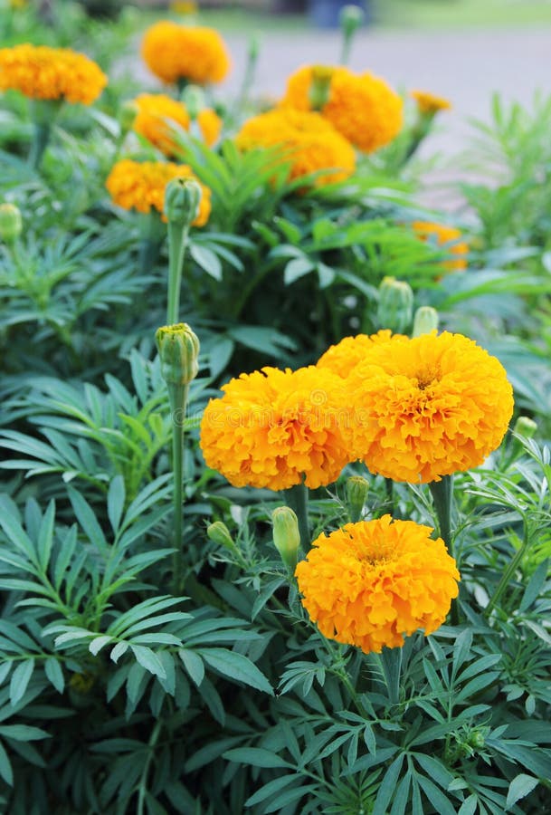 Marigold flower