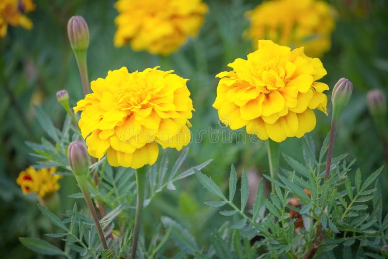 Marigold flower