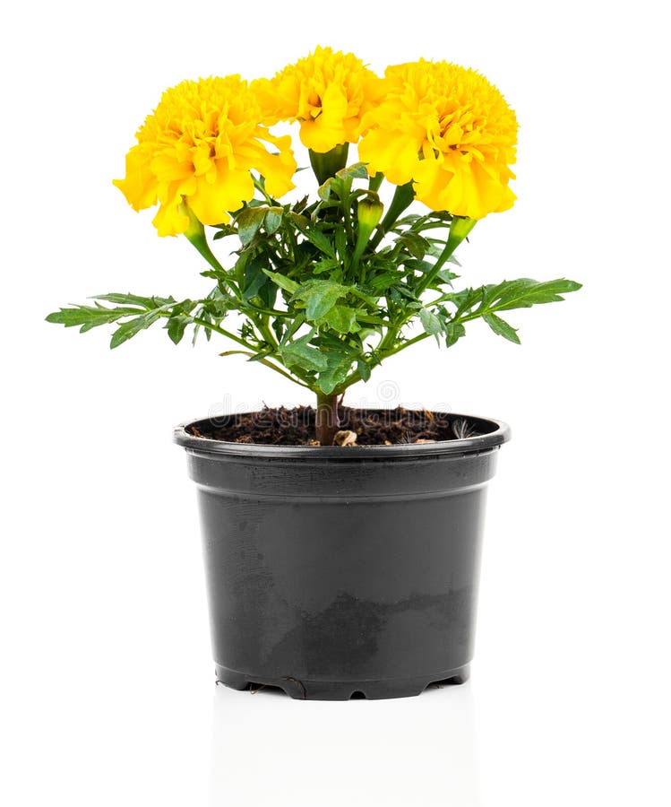 Marigold flower in pot stock image. Image of flora, tagetes 50211759
