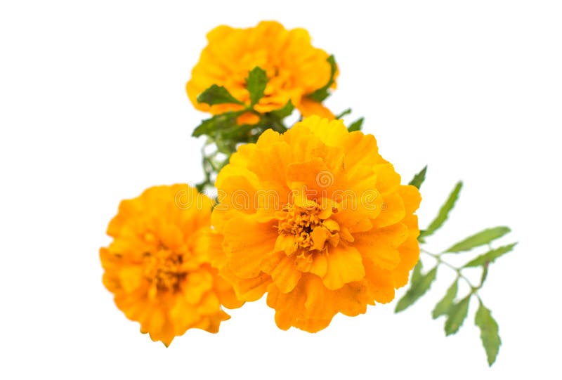 Marigold flower