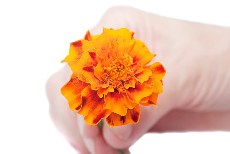 Marigold Flower in Your Hand Stock Image Image of beauty, hand 23347313