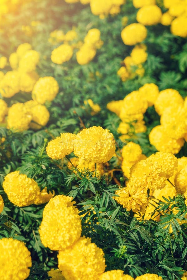 Marigold Flowers on Field Garden Stock Photo Image of botanical