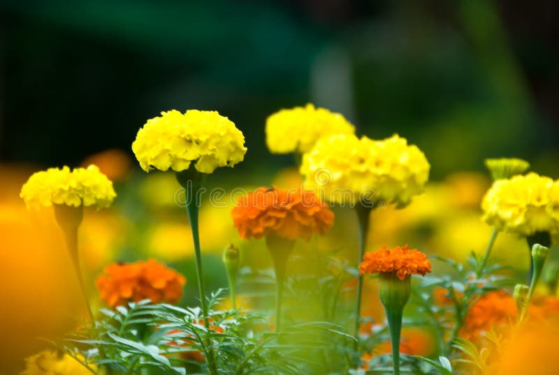 Marigold flowers