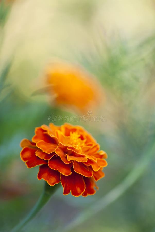 Marigold flowers background.