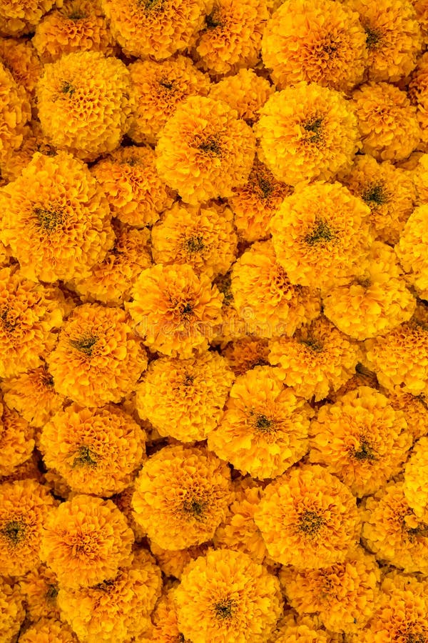french marigold flower bokeh french marigold flower bokeh