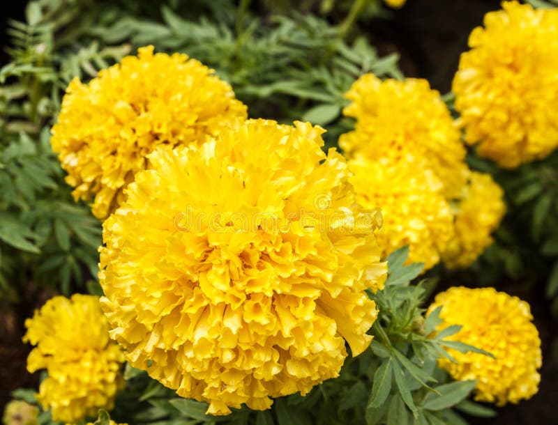 Brightly Colored Marigold Flowers Stock Image Image of marigold