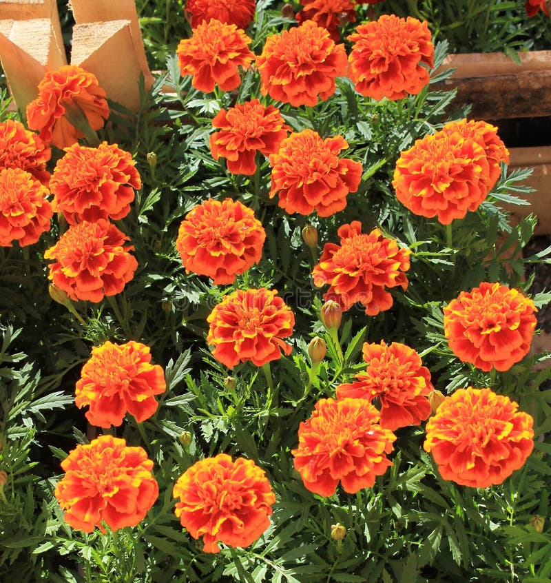Marigold flowers in a pot stock photo. Image of summer 68339638