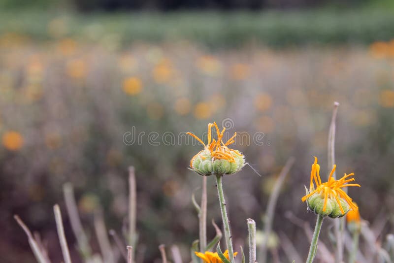 Marigold flowers stock photo. Image of nature, season 161857918