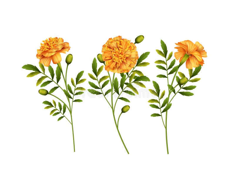 marigold-stock-illustrations-11-084-marigold-stock-illustrations