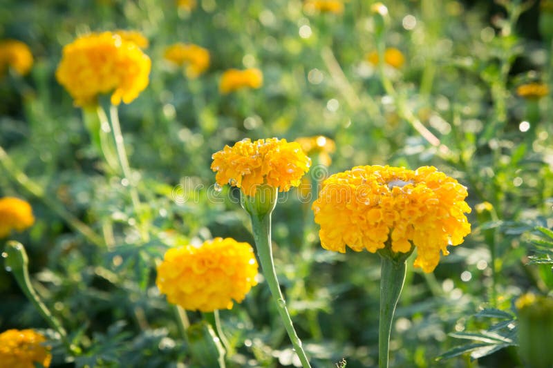 Marigold flowers, yellow flower on black nature garden