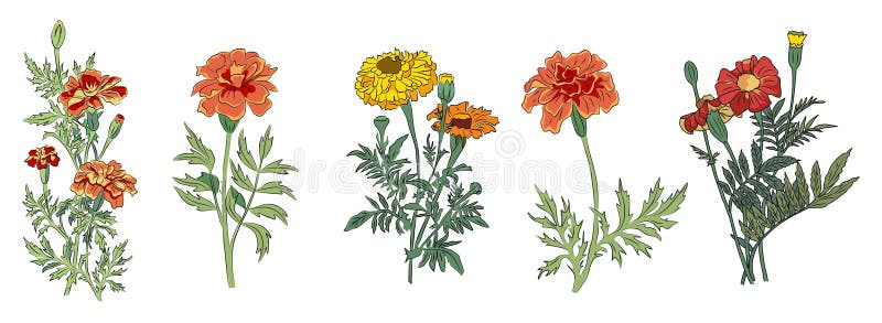 Small October Birth Flower Tattoo, October Flower Tattoo Black and White,  Realistic Marigold Flower Drawing Stock Image - Illustration of marigold,  design: 297651071