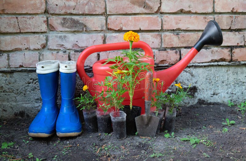 Marigold Seedlings, Watering Can, Rubber Boots. Spring Work in the