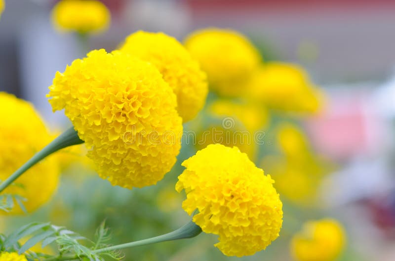 Marigold εγκαταστάσεις στον κήπο στο καλοκαίρι κάτω από το φως του ήλιου, χαρακτηριστικά με το yellowl, υπόβαθρο φύσης, αφηρημένα στοκ εικόνες Marigold εγκαταστάσεις στον κήπο στο καλοκαίρι κάτω από το φως του ήλιου, χαρακτηριστικά με το yellowl, υπόβαθρο φύσης, αφηρημένα στοκ εικόνες