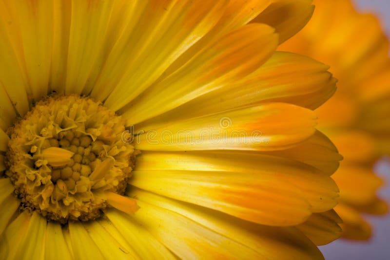 Marigold λουλουδιών
