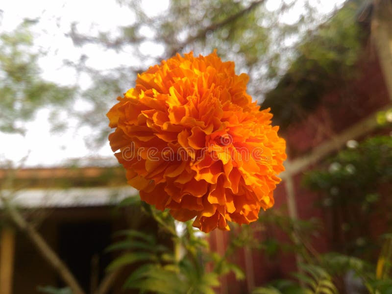 Marigold μοναξιάς στοκ φωτογραφία με δικαίωμα ελεύθερης χρήσης Marigold μοναξιάς στοκ φωτογραφία με δικαίωμα ελεύθερης χρήσης
