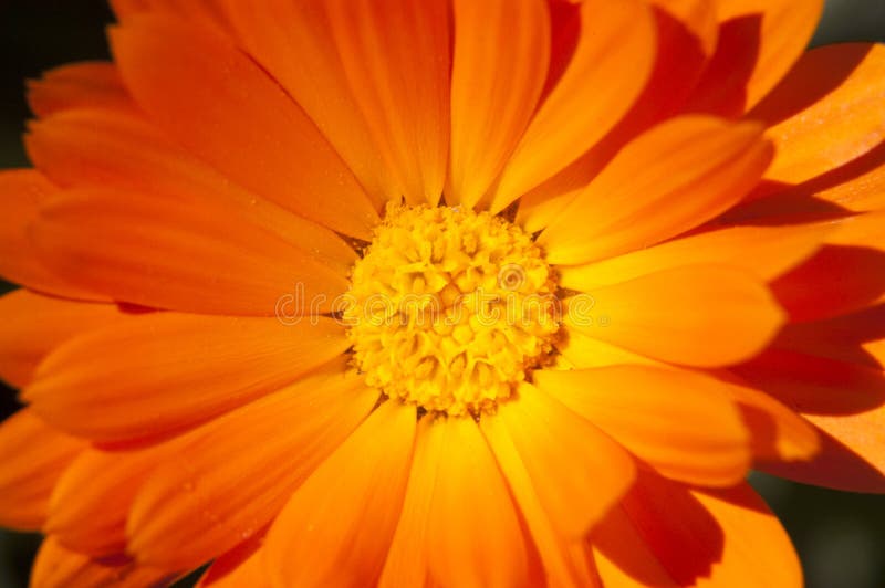 Marigold λουλούδια στοκ φωτογραφία Marigold λουλούδια στοκ φωτογραφία