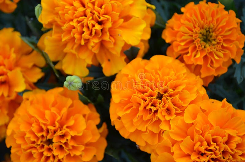 Marigold λουλούδια