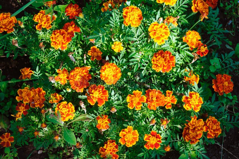 Marigoldes De Flores Laranja Brilhantes No Jardim Foto de Stock - Imagem de  nave, florescer: 155443920