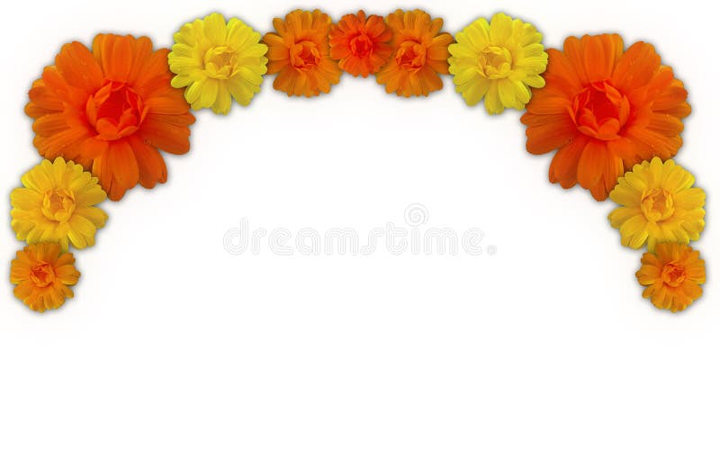 Marigolds Border Royalty Free Stock Photography Image 12785507