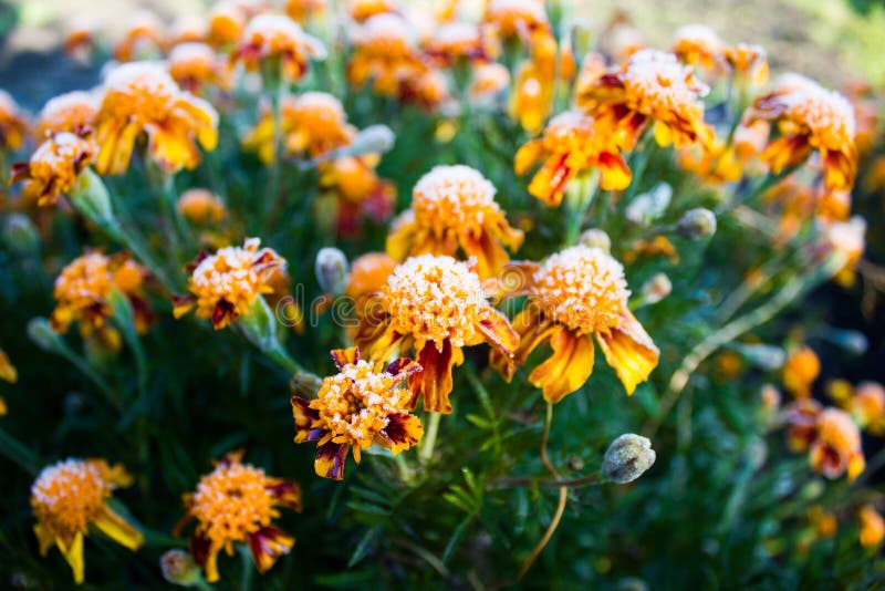 Marigolds in frost stock photo. Image of morning, natural 102415448