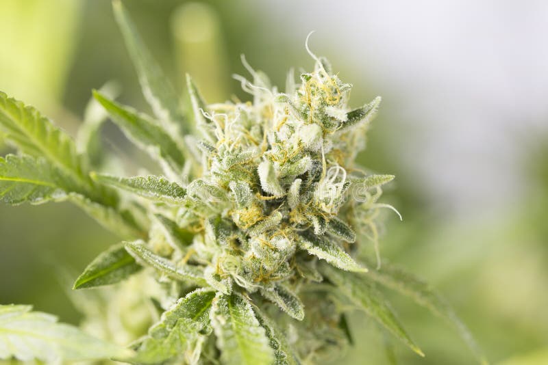 Marihuana bloeiende knoppen (cannabis), hennepinstallatie Zeer grote binnenonkruidoogst royalty-vrije stock afbeelding Marihuana bloeiende knoppen (cannabis), hennepinstallatie Zeer grote binnenonkruidoogst royalty-vrije stock afbeelding