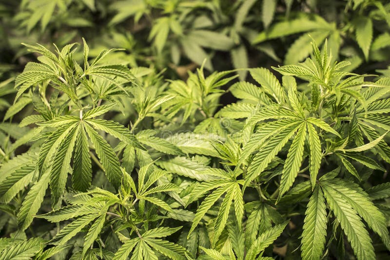 Marihuana-Blätter auf den Anlagen, die Innen wachsen stockbilder Marihuana-Blätter auf den Anlagen, die Innen wachsen stockbilder