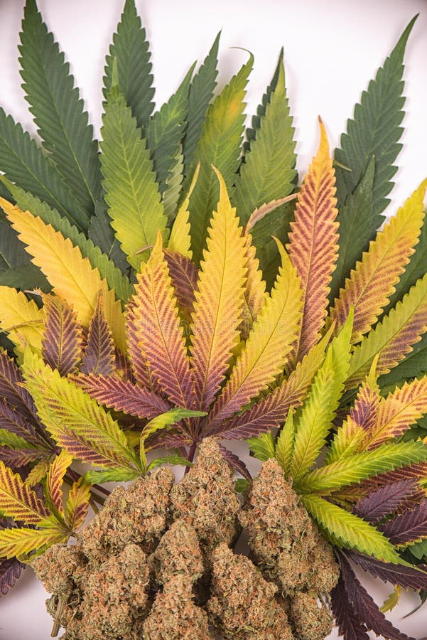 Marihuana pączków zieleni pęknięcia napięcie z kolorowymi liśćmi obraz royalty free Marihuana pączków zieleni pęknięcia napięcie z kolorowymi liśćmi obraz royalty free