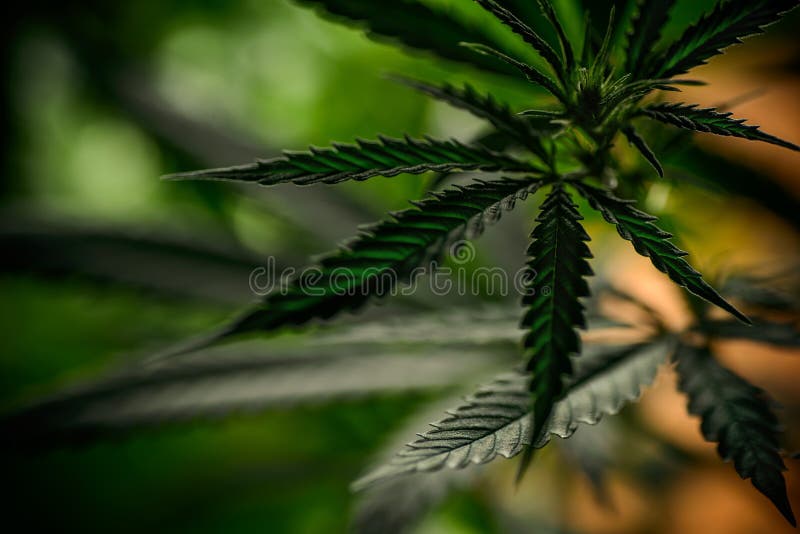 Marihuana sativa, marihuana opuszcza, fotografia medyczna roślina zdjęcie stock Marihuana sativa, marihuana opuszcza, fotografia medyczna roślina zdjęcie stock