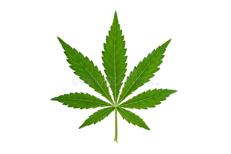 Marihuanablatt auf weißem Hintergrund lizenzfreies stockbild Marihuanablatt auf weißem Hintergrund lizenzfreies stockbild