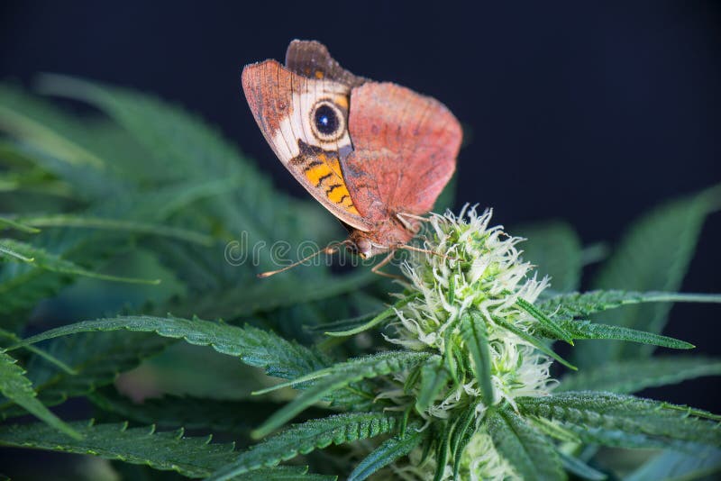 Marihuany kwitną i motyl - Kwitnąć marihuany rośliny z ea zdjęcie royalty free Marihuany kwitną i motyl - Kwitnąć marihuany rośliny z ea zdjęcie royalty free