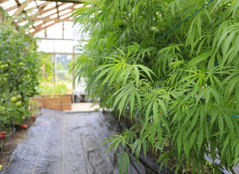 Marijuana (cannabis), planta do cânhamo que cresce dentro do verde ho fotos de stock Marijuana (cannabis), planta do cânhamo que cresce dentro do verde ho fotos de stock