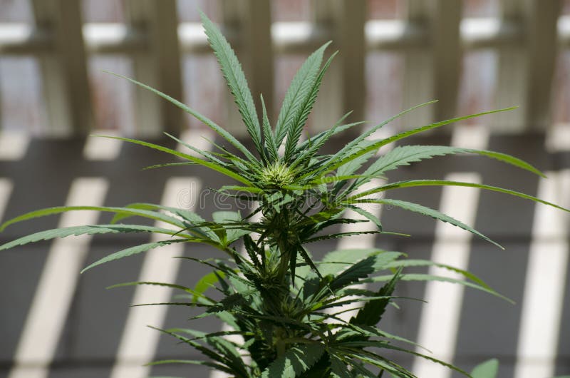 A marijuana da flor imagem de stock A marijuana da flor imagem de stock