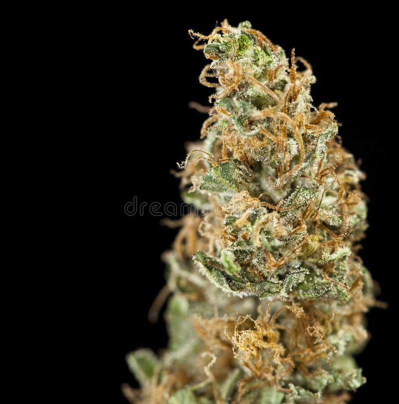Marijuana en negro imagen de archivo libre de regalías Marijuana en negro imagen de archivo libre de regalías