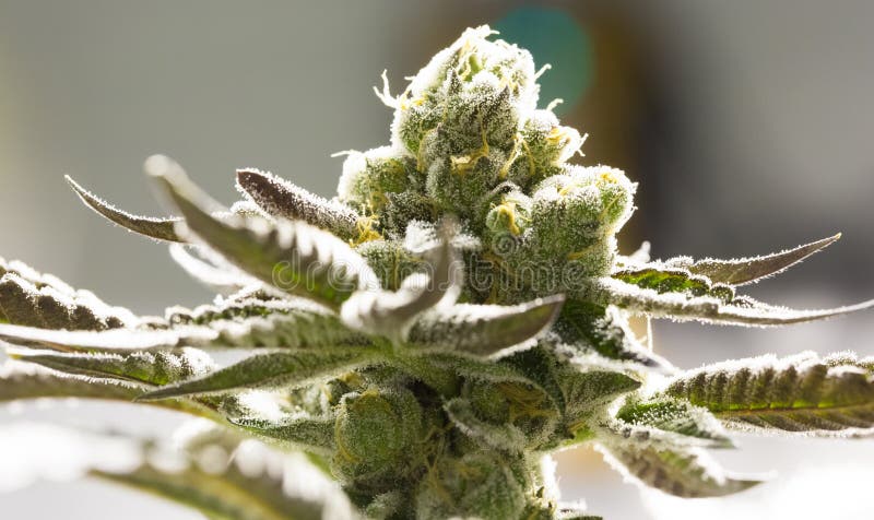Marijuana flower buds. royalty free stock images Marijuana flower buds. royalty free stock images