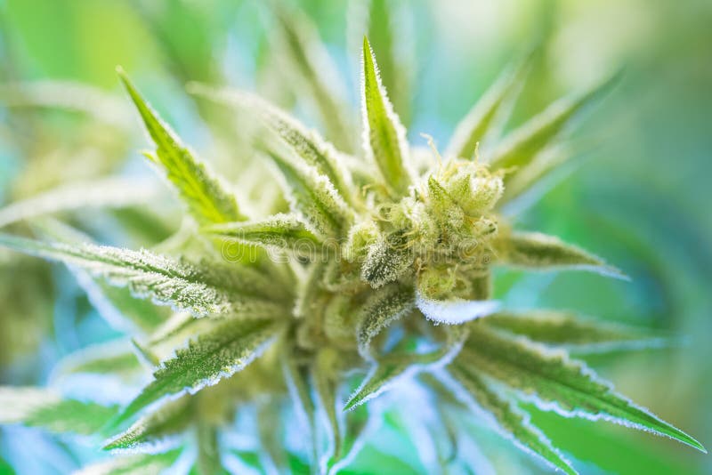 Marijuana flowering buds cannabis, hemp plant. Very large indoor weed harvest. royalty free stock images Marijuana flowering buds cannabis, hemp plant. Very large indoor weed harvest. royalty free stock images