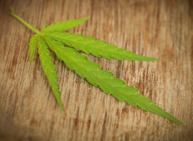 Marijuana Leaf foto de stock Marijuana Leaf foto de stock